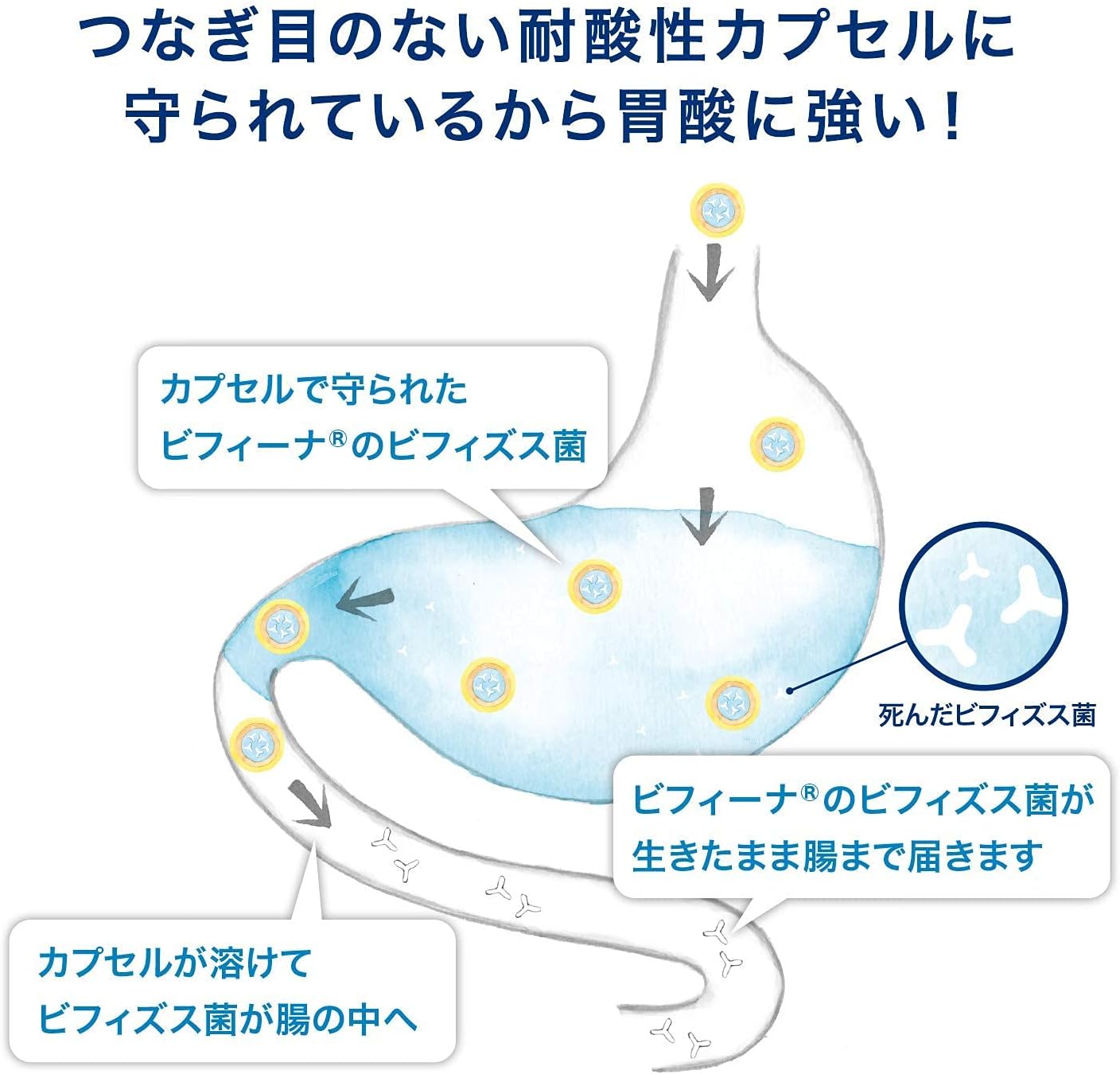 日本 森下仁丹益生菌黃金版EX 60日份 乳酸菌 比菲德氏菌 100億晶球益生菌 寡醣 日本原裝境內版